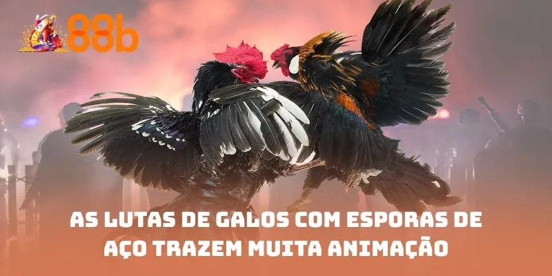 As lutas de galos com esporas de aço trazem muita animação