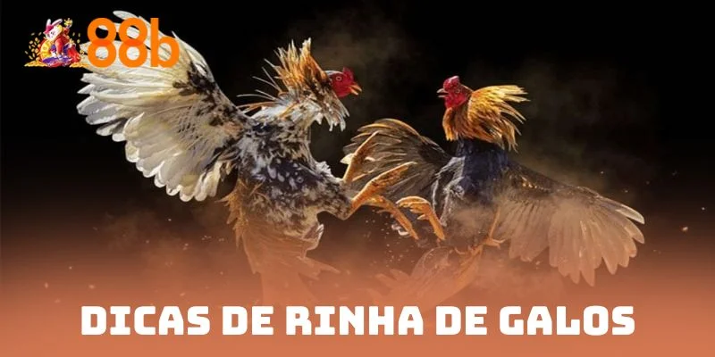 Dicas de rinha de galos